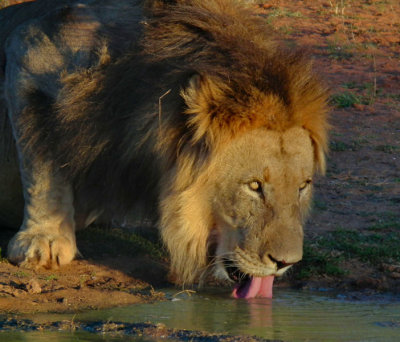 male Lion drinking