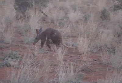 Aardvark late twilight from video