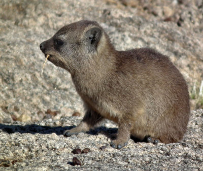 baby Rock Hyrax with grass