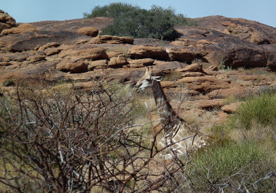 seated and browsing desert Giraffe