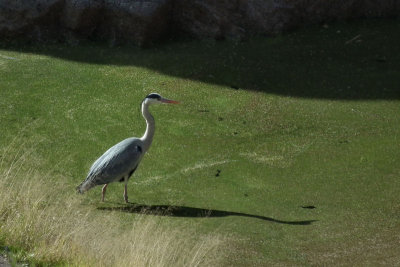 Grey Heron and shadow by the falls