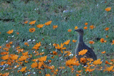 Skilpad_Namaqualand wild spring flowers and Grey Winged Francolin