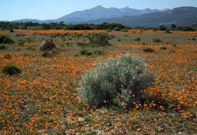 Skilpad_Namaqualand wild spring flowers