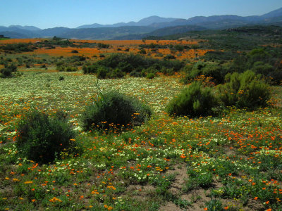 Skilpad_Namaqualand wild spring flowers