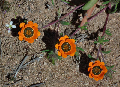 Skilpad_three orange and black flowers