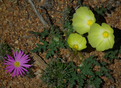  Skilpad_Namaqualand spring flowers yellow and blue