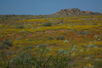 Soebatsfontein area_Namaqualand wild spring flowers