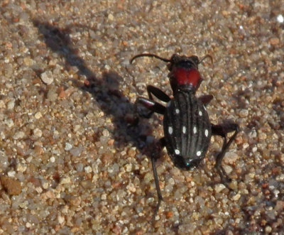 Kamiskroon_Haas (dry) river valley_10 spotted ground beetle