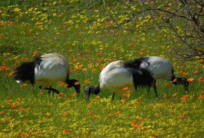 Skilpad_Sacred Ibises amongst Namaqualand spring flowers