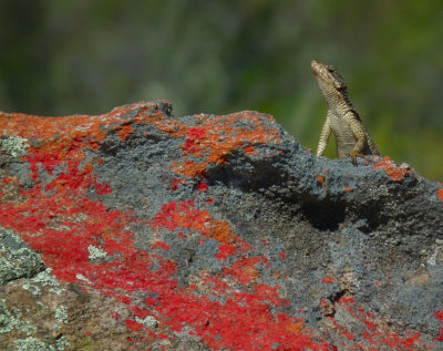 Skilpad_lizard behind colourful rock