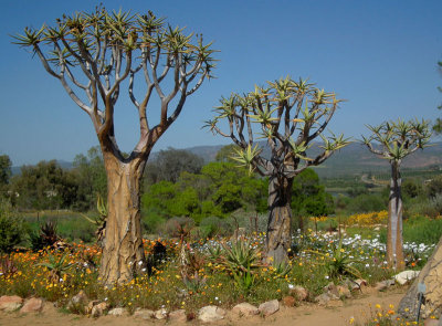 Clanwilliam Ramskop_Quiver trees