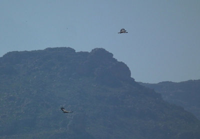 Clanwilliam_Ramskop_Cape Vultures maybe against Cederberg Mountains