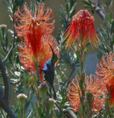 Clanwilliam_Ramskop_Malachite Sunbird on Protea