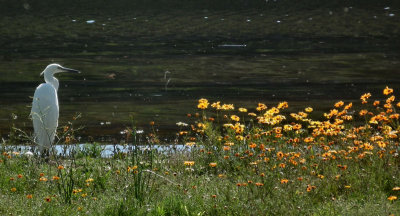 Cederberg Range_Little Egret and spring flowers by Olifants River