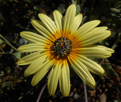 Skilpad wild yellow flower