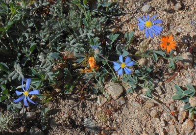  Skilpad_wild spring flowers blue and orange