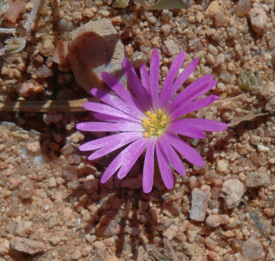 Skilpad_wild purpley spring flower