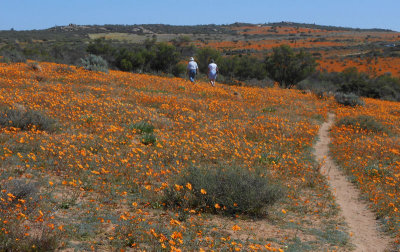 Skilpad_tourists amongst the wild spring flowers