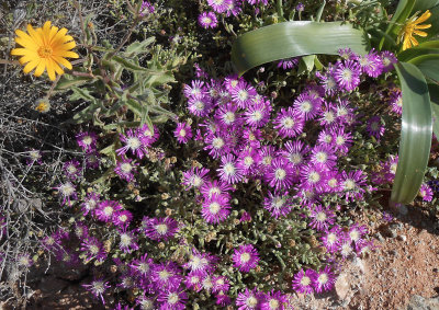 Soebatsfontein_wild spring flowers purpley mauve