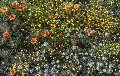 Kamiskroon roadside flowers