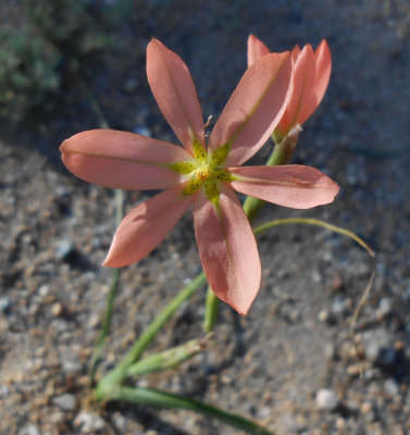 Kamiskroon roadside flowers