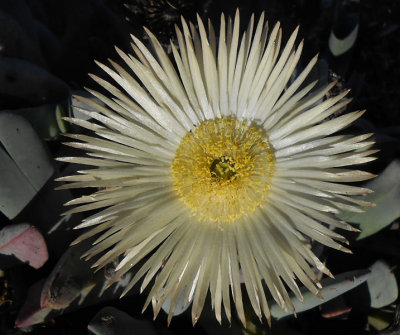 Kamiskroon Hotel garden flower