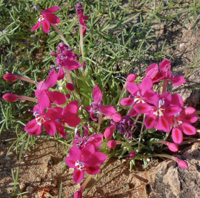 Kamiskroon_spring flowers in hotel garden