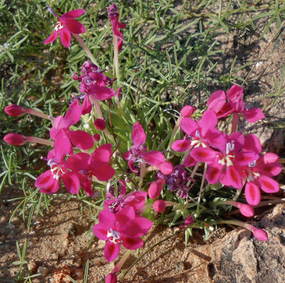 Kamiskroon_spring flowers in hotel garden