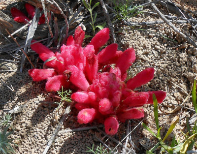 Skilpad_red spring flowers or something?