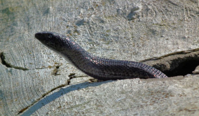 Harmless Mole Snake emerging from wall in cafe