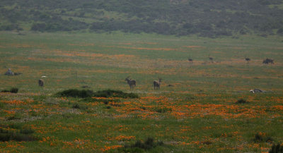 Eland and Ostrich amongst wild spring flowers