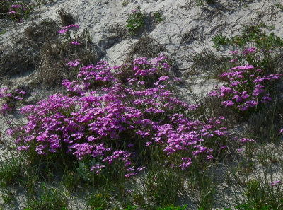 blue flowers on dunes 