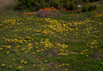 wild spring flowers