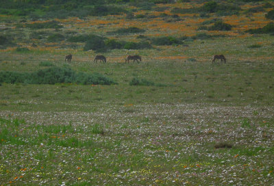 wild spring flowers and Zebra