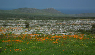 wild spring flowers