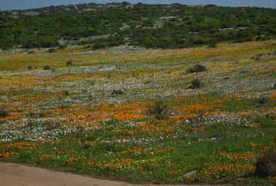 wild spring flowers