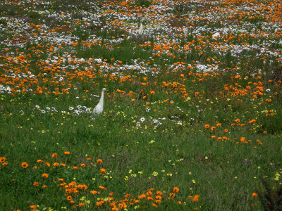 Cattle Egrets and wild spring flowers