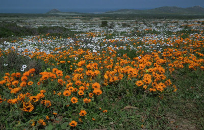 wild spring flowers