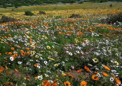 wild spring flowers