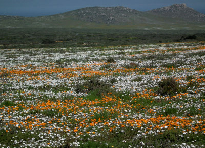 wild spring flowers