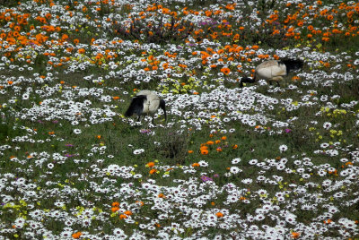 Sacred Ibises amongst wild spring flowers