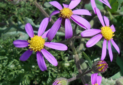 blue flowers