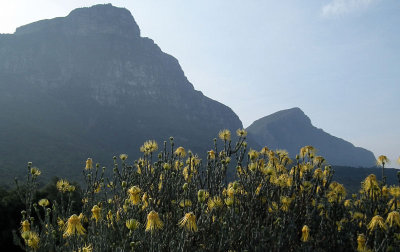 Kirstenbosch_Pincushion Protea_Leucospermum lutea_Fernwood Peak_Devils Peak Table Mountain