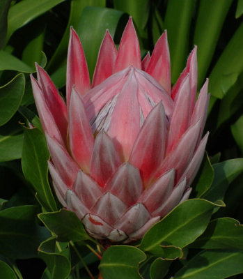 Kirstenbosch_King Protea