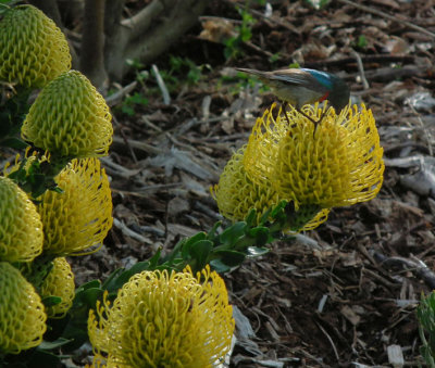 Kirstenbosch_Pincushion protea with Lesser Double Collared Sunbird maybe
