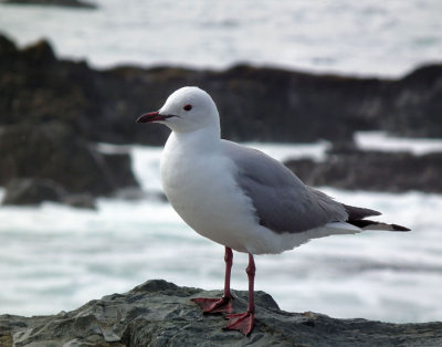 Robben Island_Hartlaubs Gull