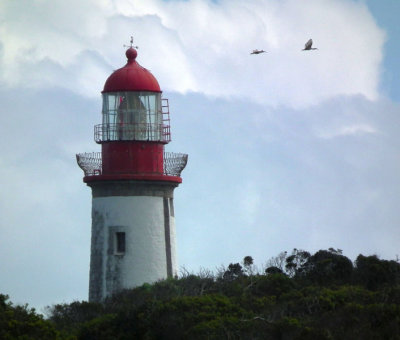 Robben Island Lighthouse with two sacred ibises in flight