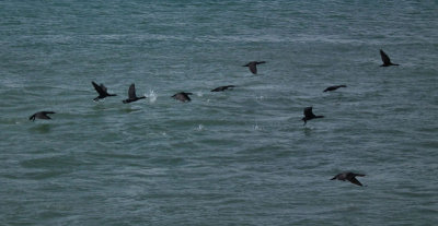 Robben Island harbour_cormorants flying in