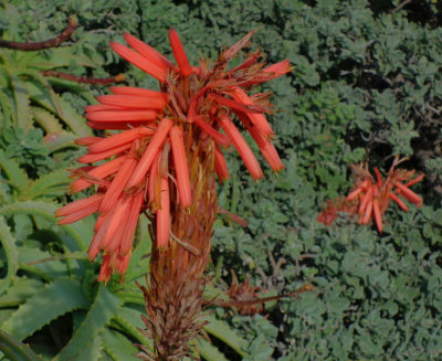 Table Mountain flora