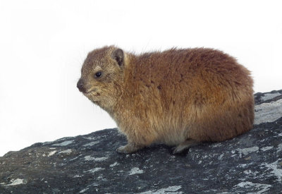 Table Mountain_Rock Hyrax or Dassie